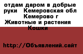 отдам даром в добрые руки - Кемеровская обл., Кемерово г. Животные и растения » Кошки   